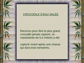 CROCODILE D’EAU SALÉE

Reconnu pour être le plus grand
crocodile jamais capturé, ce
mastodonte de 6,4 mètres a été
capturé vivant après une chasse
qui dura trois semaines.

 