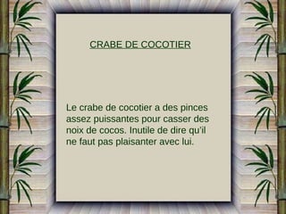 CRABE DE COCOTIER

Le crabe de cocotier a des pinces
assez puissantes pour casser des
noix de cocos. Inutile de dire qu’il
ne faut pas plaisanter avec lui.

 