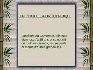 GRENOUILLE GOLIATH D’AFRIQUE

Localisée au Cameroun, elle peut
vivre jusqu’à 15 ans et se nourrit
de tout: les oiseaux, les serpents
et même d’autres grenouilles.

 