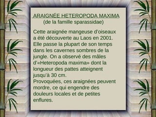 ARAIGNÉE HETEROPODA MAXIMA
(de la famille sparassidae)
Cette araignée mangeuse d’oiseaux
a été découverte au Laos en 2001.
Elle passe la plupart de son temps
dans les cavernes sombres de la
jungle. On a observé des mâles
d’«Heteropoda maxima» dont la
longueur des pattes atteignent
jusqu’à 30 cm.
Provoquées, ces araignées peuvent
mordre, ce qui engendre des
douleurs locales et de petites
enflures.

 