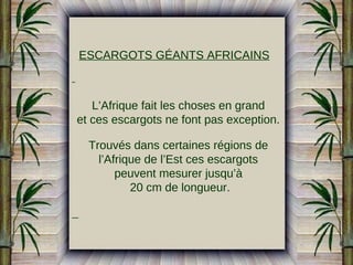 ESCARGOTS GÉANTS AFRICAINS

L’Afrique fait les choses en grand
et ces escargots ne font pas exception.
Trouvés dans certaines régions de
l’Afrique de l’Est ces escargots
peuvent mesurer jusqu’à
20 cm de longueur.

 