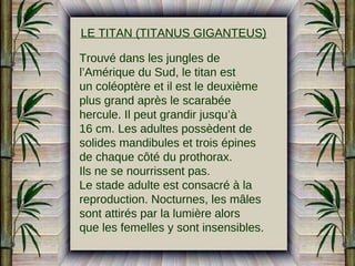 LE TITAN (TITANUS GIGANTEUS)
Trouvé dans les jungles de
l’Amérique du Sud, le titan est
un coléoptère et il est le deuxième
plus grand après le scarabée
hercule. Il peut grandir jusqu’à
16 cm. Les adultes possèdent de
solides mandibules et trois épines
de chaque côté du prothorax.
Ils ne se nourrissent pas.
Le stade adulte est consacré à la
reproduction. Nocturnes, les mâles
sont attirés par la lumière alors
que les femelles y sont insensibles.

 