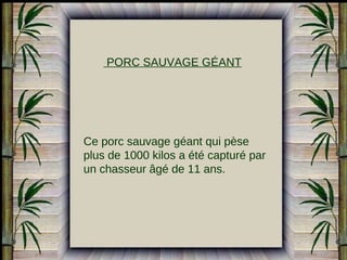 PORC SAUVAGE GÉANT

Ce porc sauvage géant qui pèse
plus de 1000 kilos a été capturé par
un chasseur âgé de 11 ans.

 