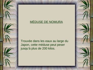 MÉDUSE DE NOMURA

Trouvée dans les eaux au large du
Japon, cette méduse peut peser
jusqu’à plus de 200 kilos.

 