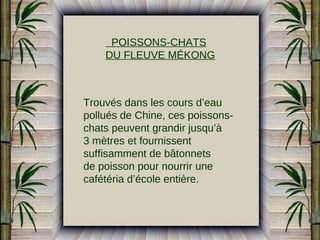 POISSONS-CHATS
DU FLEUVE MÉKONG

Trouvés dans les cours d’eau
pollués de Chine, ces poissonschats peuvent grandir jusqu’à
3 mètres et fournissent
suffisamment de bâtonnets
de poisson pour nourrir une
cafétéria d’école entière.

 