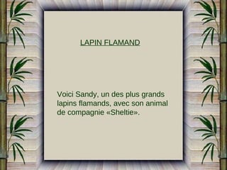 LAPIN FLAMAND

Voici Sandy, un des plus grands
lapins flamands, avec son animal
de compagnie «Sheltie».

 