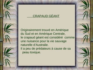 CRAPAUD GÉANT

Originairement trouvé en Amérique
du Sud et en Amérique Centrale,
le crapaud géant est considéré comme
une nuisance pour la vie sauvage
naturelle d’Australie.
Il a peu de prédateurs à cause de sa
peau toxique.

 