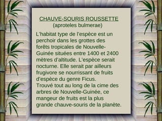 CHAUVE-SOURIS ROUSSETTE
(aproteles bulmerae)
L’habitat type de l’espèce est un
perchoir dans les grottes des
forêts tropicales de NouvelleGuinée situées entre 1400 et 2400
mètres d’altitude. L’espèce serait
nocturne. Elle serait par ailleurs
frugivore se nourrissant de fruits
d’espèce du genre Ficus.
Trouvé tout au long de la cime des
arbres de Nouvelle-Guinée, ce
mangeur de fruits est la plus
grande chauve-souris de la planète.

 