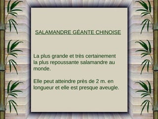 SALAMANDRE GÉANTE CHINOISE

La plus grande et très certainement
la plus repoussante salamandre au
monde.
Elle peut atteindre près de 2 m. en
longueur et elle est presque aveugle.

 