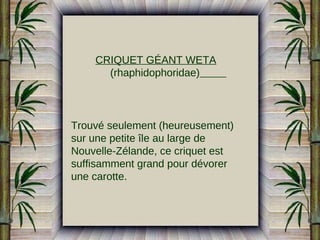 CRIQUET GÉANT WETA
(rhaphidophoridae)

Trouvé seulement (heureusement)
sur une petite île au large de
Nouvelle-Zélande, ce criquet est
suffisamment grand pour dévorer
une carotte.

 