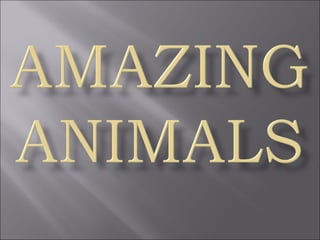 Animaux  024__amazing_animals