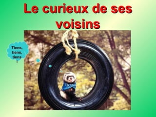 Le curieux de ses voisins Tiens, tiens, tiens ! 