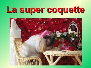 La super coquette 