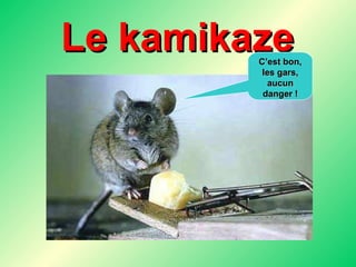 Le kamikaze C’est bon, les gars, aucun danger ! 
