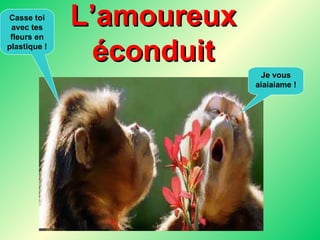 L’amoureux éconduit Je vous aiaiaiame ! Casse toi avec tes fleurs en plastique ! 