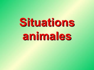 Situations animales 