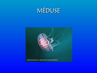 MÉDUSE 