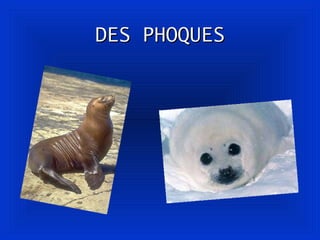 DES PHOQUES 
