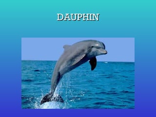 DAUPHIN 