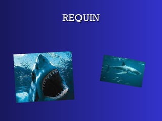 REQUIN 