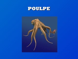 POULPE 