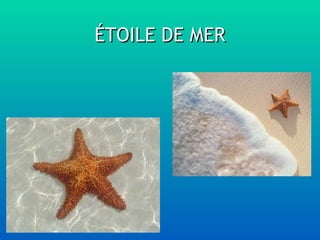 ÉTOILE DE MER 
