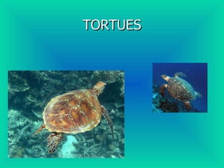 TORTUES 