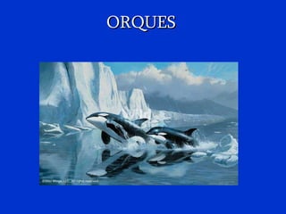 ORQUES 