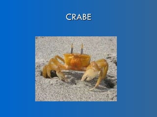 CRABE 