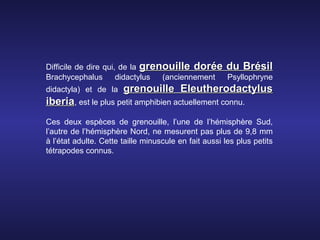 Difficile de dire qui, de la grenouille dorée du Brésil
Brachycephalus        didactylus (anciennement Psyllophryne
didactyla) et de la    grenouille Eleutherodactylus
iberia, est le plus petit amphibien actuellement connu.
Ces deux espèces de grenouille, l’une de l’hémisphère Sud,
l’autre de l’hémisphère Nord, ne mesurent pas plus de 9,8 mm
à l’état adulte. Cette taille minuscule en fait aussi les plus petits
tétrapodes connus.
 