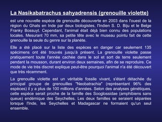 La Nasikabatrachus sahyadrensis (grenouille violette)
est une nouvelle espèce de grenouille découverte en 2003 dans l'ouest de la
région du Ghats en Inde par deux biologistes, l'Indien S. D. Biju et le Belge
Franky Bossuyt. Cependant, l'animal était déjà bien connu des populations
locales. Mesurant 70 mm, sa petite tête avec le museau pointu fait de cette
grenouille la seule du genre sur la planète.
Elle a été placé sur la liste des espèces en danger car seulement 135
spécimens ont été trouvés jusqu’à présent. La grenouille violette passe
pratiquement toute l'année cachée dans le sol et sort de terre seulement
pendant la mousson, durant environ deux semaines, afin de se reproduire. Ce
mode de vie très discret explique peut-être pourquoi l'animal n'a été découvert
que très récemment.
La grenouille violette est un véritable fossile vivant, s'étant détachée du
principal groupe de grenouilles "Neobatrachia" (représentant 96% des
espèces) il y a plus de 100 millions d'années. Selon des analyses génétiques,
cette espèce serait proche de la famille des Sooglossidae (amphibiens sans
queue) endémique des Seychelles. Les deux familles se seraient séparées
lorsque l'Inde, les Seychelles et Madagascar ne formaient qu'un seul
ensemble.
 