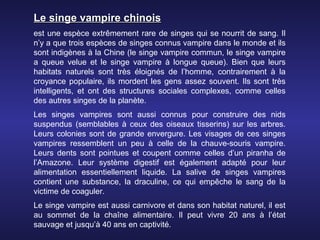 Le singe vampire chinois
est une espèce extrêmement rare de singes qui se nourrit de sang. Il
n’y a que trois espèces de singes connus vampire dans le monde et ils
sont indigènes à la Chine (le singe vampire commun, le singe vampire
a queue velue et le singe vampire à longue queue). Bien que leurs
habitats naturels sont très éloignés de l’homme, contrairement à la
croyance populaire, ils mordent les gens assez souvent. Ils sont très
intelligents, et ont des structures sociales complexes, comme celles
des autres singes de la planète.
Les singes vampires sont aussi connus pour construire des nids
suspendus (semblables à ceux des oiseaux tisserins) sur les arbres.
Leurs colonies sont de grande envergure. Les visages de ces singes
vampires ressemblent un peu à celle de la chauve-souris vampire.
Leurs dents sont pointues et coupent comme celles d’un piranha de
l’Amazone. Leur système digestif est également adapté pour leur
alimentation essentiellement liquide. La salive de singes vampires
contient une substance, la draculine, ce qui empêche le sang de la
victime de coaguler.
Le singe vampire est aussi carnivore et dans son habitat naturel, il est
au sommet de la chaîne alimentaire. Il peut vivre 20 ans à l’état
sauvage et jusqu’à 40 ans en captivité.
 