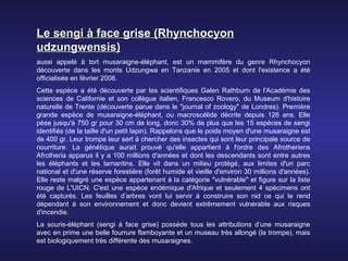 Le sengi à face grise (Rhynchocyon
udzungwensis)
aussi appelé à tort musaraigne-éléphant, est un mammifère du genre Rhynchocyon
découverte dans les monts Udzungwa en Tanzanie en 2005 et dont l'existence a été
officialisée en février 2008.
Cette espèce a été découverte par les scientifiques Galen Rathburn de l'Académie des
sciences de Californie et son collègue italien, Francesco Rovero, du Museum d'histoire
naturelle de Trente (découverte parue dans le "journal of zoology" de Londres). Première
grande espèce de musaraigne-éléphant, ou macroscélide décrite depuis 126 ans. Elle
pèse jusqu'à 750 gr pour 30 cm de long, donc 30% de plus que les 15 espèces de sengi
identifiés (de la taille d'un petit lapin). Rappelons que le poids moyen d'une musaraigne est
de 400 gr. Leur trompe leur sert à chercher des insectes qui sont leur principale source de
nourriture. La génétique aurait prouvé qu'elle appartient à l'ordre des Afrotheriens
Afrotheria apparus il y a 100 millions d'années et dont les descendants sont entre autres
les éléphants et les lamantins. Elle vit dans un milieu protégé, aux limites d'un parc
national et d'une réserve forestière (forêt humide et vieille d'environ 30 millions d'années).
Elle reste malgré une espèce appartenant à la catégorie "vulnérable" et figure sur la liste
rouge de L'UICN. C'est une espèce endémique d'Afrique et seulement 4 spécimens ont
été capturés. Les feuilles d’arbres vont lui servir à construire son nid ce qui le rend
dépendant à son environnement et donc devient extrêmement vulnérable aux risques
d'incendie.
La souris-éléphant (sengi à face grise) possède tous les attributions d’une musaraigne
avec en prime une belle fourrure flamboyante et un museau très allongé (la trompe), mais
est biologiquement très différente des musaraignes.
 