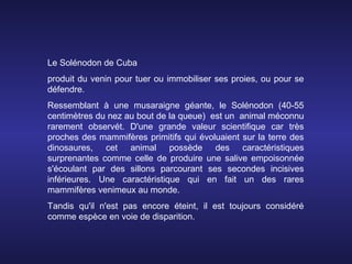 Le Solénodon de Cuba
produit du venin pour tuer ou immobiliser ses proies, ou pour se
défendre.
Ressemblant à une musaraigne géante, le Solénodon (40-55
centimètres du nez au bout de la queue) est un animal méconnu
rarement observét. D'une grande valeur scientifique car très
proches des mammifères primitifs qui évoluaient sur la terre des
dinosaures, cet animal possède des caractéristiques
surprenantes comme celle de produire une salive empoisonnée
s'écoulant par des sillons parcourant ses secondes incisives
inférieures. Une caractéristique qui en fait un des rares
mammifères venimeux au monde.
Tandis qu'il n'est pas encore éteint, il est toujours considéré
comme espèce en voie de disparition.
 