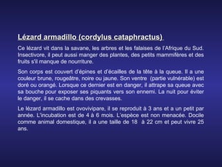 Lézard armadillo (cordylus cataphractus)
Ce lézard vit dans la savane, les arbres et les falaises de l’Afrique du Sud.
Insectivore, il peut aussi manger des plantes, des petits mammifères et des
fruits s'il manque de nourriture.
Son corps est couvert d’épines et d’écailles de la tête à la queue. Il a une
couleur brune, rougeâtre, noire ou jaune. Son ventre (partie vulnérable) est
doré ou orangé. Lorsque ce dernier est en danger, il attrape sa queue avec
sa bouche pour exposer ses piquants vers son ennemi. La nuit pour éviter
le danger, il se cache dans des crevasses.
Le lézard armadillo est ovovivipare, il se reproduit à 3 ans et a un petit par
année. L'incubation est de 4 à 6 mois. L’espèce est non menacée. Docile
comme animal domestique, il a une taille de 18 à 22 cm et peut vivre 25
ans.
 