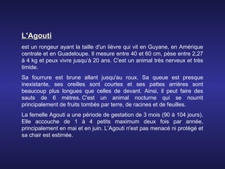 L'Agouti
est un rongeur ayant la taille d'un lièvre qui vit en Guyane, en Amérique
centrale et en Guadeloupe. Il mesure entre 40 et 60 cm, pèse entre 2,27
à 4 kg et peux vivre jusqu‘à 20 ans. C'est un animal très nerveux et très
timide.
Sa fourrure est brune allant jusqu'au roux. Sa queue est presque
inexistante, ses oreilles sont courtes et ses pattes arrières sont
beaucoup plus longues que celles de devant. Ainsi, il peut faire des
sauts de 6 mètres. C'est un animal nocturne qui se nourrit
principalement de fruits tombés par terre, de racines et de feuilles.
La femelle Agouti a une période de gestation de 3 mois (90 à 104 jours).
Elle accouche de 1 à 4 petits maximum deux fois par année,
principalement en mai et en juin. L’Agouti n'est pas menacé ni protégé et
sa chair est estimée.
 
