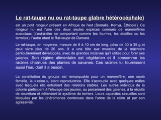 Le rat-taupe nu ou rat-taupe glabre hétérocéphale)
est un petit rongeur présent en Afrique de l'est (Somalie, Kenya, Éthiopie). Ce
rongeur nu est l'une des deux seules espèces connues de mammifères
eusociaux (c'est-à-dire se comportant comme les fourmis, les abeilles ou les
termites), l'autre étant le Rat-taupe de Damara.
Le rat-taupe, en moyenne, mesure de 8 à 10 cm de long, pèse de 30 à 35 g et
peut vivre plus de 20 ans. Il a une tête aux muscles de la mâchoire
particulièrement développés, avec de grandes incisives qu'il utilise pour forer ses
galeries. Son régime alimentaire est végétarien et il consomme les
racines charnues des plantes de savanes. Ces racines lui fournissent
aussi l'eau dont il a besoin.

La constitution du groupe est remarquable pour un mammifère, une seule
femelle, la « reine », étant reproductrice. Elle s'accouple avec quelques mâles
avec lesquels elle entretient des relations stables. Les autres individus de la
colonie participent à l'élevage des jeunes, au percement des galeries, à la récolte
de nourriture et défendent le système de terriers. Leurs capacités sexuelles sont
bloquées par les phéromones contenues dans l'urine de la reine et par son
agressivité.
 