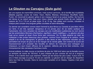 Le Glouton ou Carcajou (Gulo gulo)
est une espèce de mammifère omnivore, mais surtout carnivore, de la famille des mustélidés
(Belette pygmée, Loutre de rivière, Vison, Martre, Blaireau d'Amérique, Mouffette rayée,
Furet). On reconnaît le glouton grâce à son masque facial et sa queue touffue. Sa fourrure
est dense et ne retient pas l’eau pour mieux résister aux grands froids de son habitat. Il
mesure de 75 à 110 cm et pèse entre 10 et 15 kg. Ses pattes sont courtes, robustes et
chaque pied compte cinq longues griffes courbées et semi-rétractiles.
Ce dernier est considéré comme étant l'animal le plus féroce au Canada et peut-être même
sur terre. Il est très agressif, dangereux et n'a jamais peur de se battre quelque soit
l’adversaire. Son nom canadien de carcajou est une modification québécoise du nom donné
par les amérindiens Micmacs (Kwi'kwa'ju), signifiant « esprit maléfique ». Le glouton est plus
rusé qu’un renard et doué d'une force peu commune. On l'a déjà observé en train de
s'attaquer à des proies beaucoup plus grosses, comme l'ours l'orignal et le caribou. Aussi
adapté à la vie de charognard, le glouton a des dents et des mâchoires robustes qui lui
permettent de broyer de gros os et de manger de la viande gelée. Son instinct de survie est
impressionnant et il possède des facultés en dehors de l’ordinaire pour échapper aux
chasseurs. Le seul moyen efficace de le capturer, défendu par la loi bien entendu, c’est
d’empoisonner des carcasses d’animaux morts.
Animal solitaire, le mâle couvre un territoire de plus de 1000 km2 alors que la femelle couvre
un territoire de moins de 100 km2. Il peut chasser de jour comme de nuit et à longueur
d'hiver. Il ne s'abrite donc que rarement, même par les temps les plus rudes. Il peut vivre 10
ans à l’état sauvage et jusqu’à 15 ans en captivité. Le glouton est en danger de disparition
dans tout l'est du Canada. Dans le nord-ouest canadien et en Alaska, l’espèce n’est point
menacée.
 