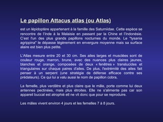 Le papillon Attacus atlas (ou Atlas)
est un lépidoptère appartenant à la famille des Saturniidae. Cette espèce se
rencontre de l’Inde à la Malaisie en passant par la Chine et l’Indonésie.
C’est l'un des plus grands papillons nocturnes du monde. Le "tysania
agrippina" le dépasse légèrement en envergure moyenne mais sa surface
alaire est bien plus petite.

L’Atlas mesure entre 20 et 30 cm. Ses ailes larges et musclées sont de
couleur rouge, marron, brune, avec des nuances plus claires jaunes,
blanches et orange, composées de deux « fenêtres » translucides et
triangulaires sur chaque paires d'ailes. De plus, l'extrémité des ailes fait
penser à un serpent (une stratégie de défense efficace contre ses
prédateurs). Ce qui lui a valu aussi le nom de papillon cobra,

La femelle, plus verdâtre et plus claire que le mâle, porte comme lui deux
antennes pectinées, mais plus étroites. Elle ne s'alimente pas car son
appareil buccal est atrophié etl ne vit donc que pour se reproduire.

Les mâles vivent environ 4 jours et les femelles 7 à 8 jours.
 
