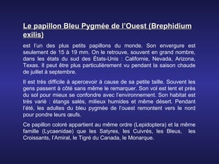 Le papillon Bleu Pygmée de l’Ouest (Brephidium
exilis)
est l’un des plus petits papillons du monde. Son envergure est
seulement de 15 à 19 mm. On le retrouve, souvent en grand nombre,
dans les états du sud des États-Unis : Californie, Nevada, Arizona,
Texas. Il peut être plus particulièrement vu pendant la saison chaude
de juillet à septembre.
Il est très difficile à apercevoir à cause de sa petite taille. Souvent les
gens passent à côté sans même le remarquer. Son vol est lent et près
du sol pour mieux se confondre avec l’environnement. Son habitat est
très varié : étangs salés, milieux humides et même désert. Pendant
l’été, les adultes du bleu pygmée de l’ouest remontent vers le nord
pour pondre leurs œufs.
Ce papillon coloré appartient au même ordre (Lepidoptera) et la même
famille (Lycaenidae) que les Satyres, les Cuivrés, les Bleus, les
Croissants, l’Amiral, le Tigré du Canada, le Monarque.
 