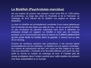 Le Blobfish (Psychrolutes marcidus)
est une espèce de poisson des abysses vivant entre 600 et 1.200 mètres
de profondeur, au large des côtes de l’Australie et de la Tasmanie. Le
chalutage de fond intensif fait du blobfish une espèce en danger de
disparition.
La chair du blobfish est principalement constituée d’une masse gélatineuse
dont la densité est plus faible que celle de l’eau ce qui lui permet de flotter
un peu au-dessus du plancher océanique sans avoir à dépenser sa
précieuse énergie en nageant. Le blobfish a donc peu de muscles,
pourtant, ça ne l’incommode pas dans la mesure où il attend patiemment
qu'une proie facile lui tombe dans la gueule. Il mesure tout au plus
30 cm de long.
Comme de nombreux poissons des profondeurs, il est souvent pêché
accidentellement par les chalutiers. Le blobfish est une espèce vulnérable ;
son rythme de reproduction est lent, son corps est très fragile et sa chair
n’est pas appréciée. L’Australie et la Nouvelle-Zélande sont parmi les plus
actifs au monde en matière de chalutage de fond. Il n’existe pas de
zones protégées dans l’océan austral pour cette espèce de poisson
à la face ressemblant à un humain.
 