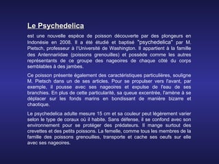 Le Psychedelica
est une nouvelle espèce de poisson découverte par des plongeurs en
Indonésie en 2008. Il a été étudié et baptisé "psychedelica" par M.
Pietsch, professeur à l‘Université de Washington. Il appartient à la famille
des Antennariidae (poissons grenouilles) et possède comme les autres
représentants de ce groupe des nageoires de chaque côté du corps
semblables à des jambes.
Ce poisson présente également des caractéristiques particulières, souligne
M. Pietsch dans un de ses articles. Pour se propulser vers l'avant, par
exemple, il pousse avec ses nageoires et expulse de l'eau de ses
branchies. En plus de cette particularité, sa queue excentrée, l'amène à se
déplacer sur les fonds marins en bondissant de manière bizarre et
chaotique.
Le psychedelica adulte mesure 15 cm et sa couleur peut légèrement varier
selon le type de coraux où il habite. Sans défense, il se confond avec son
environnement pour se protéger des prédateurs. Il mange surtout des
crevettes et des petits poissons. La femelle, comme tous les membres de la
famille des poissons grenouilles, transporte et cache ses oeufs sur elle
avec ses nageoires.
 