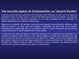 Une nouvelle espèce de Grimpoteuthis, ou "pieuvre Dumbo"
a été découverte dans les profondeurs de la dorsale médio-atlantique en 2007 par une équipe de
biologistes marins du projet Census of marine life (Recensement de la vie marine). Ces pieuvres
tirent leur surnom des nageoires implantées sur leur tête, lesquelles les font ressembler au
célèbre éléphanteau des studios de Walt Disney.
Méconnus et intrigants, ces animaux vivent dans les abysses à des profondeurs extrêmes, entre
3.000 et 4.000 m, et sont parmi les espèces d'octopodes, les plus rares de la planète.
Généralement de petite taille (20 cm), ils peuvent vider la couche transparente de leur peau à
volonté comme les 37 autres espèces de la même famille. .
La pieuvre dumbo plane au-dessus du plancher océanique à la recherche de sa nourriture (vers,
crustacés et autres) qu’elle avale tout rond. Elle se déplace en créant des impulsions avec ses
bras, en tirant de l'eau par son entonnoir, ou en agitant ses "oreilles" comme des nageoires. Elle
peut utiliser chacune de ces techniques séparément ou toutes simultanément. Les mâles et les
femelles sont différents dans leur taille et le schéma de leurs ventouses. Les femelles pondent
des oeufs de manière constante, sans saison de reproduction.
 