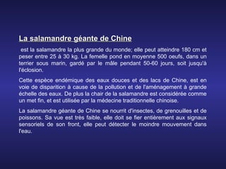 La salamandre géante de Chine
  est la salamandre la plus grande du monde; elle peut atteindre 180 cm et
peser entre 25 à 30 kg. La femelle pond en moyenne 500 oeufs, dans un
terrier sous marin, gardé par le mâle pendant 50-60 jours, soit jusqu'à
l'éclosion.
Cette espèce endémique des eaux douces et des lacs de Chine, est en
voie de disparition à cause de la pollution et de l'aménagement à grande
échelle des eaux. De plus la chair de la salamandre est considérée comme
un met fin, et est utilisée par la médecine traditionnelle chinoise.
La salamandre géante de Chine se nourrit d'insectes, de grenouilles et de
poissons. Sa vue est très faible, elle doit se fier entièrement aux signaux
sensoriels de son front, elle peut détecter le moindre mouvement dans
l'eau.
 