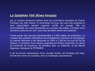 La Galathée Yéti (Kiwa hirsuta)
est un crustacé décapode habitant dans les profondeurs abyssales de l'océan
Pacifique sud. Elle mesure 15 centimètres de long. Ses yeux très atrophiés et
sans pigmentation laissent supposer qu'elle est aveugle. Elle est
reconnaissable aux soies abondantes qui couvrent ses pattes, à l'origine de la
deuxième partie de son nom. Ces soies semblent abriter des bactéries.

Vivant auprès des sources hydrothermales à 2.500 mètres de profondeur, ce
crustacé des grandes profondeurs est probablement carnivore et nécrophage.
Le premier spécimen a été découvert en 2005 à 1.500 km au sud de l'île de
Pâques, à l’occasion d’une mission organisée par Robert Vrijenhoek, du centre
de recherche de l’Aquarium de Monterey Bay, en Californie, et par Michel
Segonzac, biologiste de l'IFREMER.

Il est le premier représentant d'une nouvelle famille, les Kiwaidae (de Kiwa,
divinité des nacres et crustacés, dans la mythologie polynésienne).
 