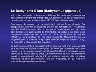Le Bathynome Géant (Bathynomus giganteus)
est un isopode marin de très grande taille qui fait partie des crustacés, un
sous-embranchement des arthropodes. Ce dernier est un cas de gigantisme
des abysses, on peut le trouver entre 170 et 2.140 m de profondeur.
Son corps, de couleur brun à gris-violacé, est de forme allongée. Sa
carapace, qui fait office de squelette externe, est composée de 14 segments
articulés. La tête est surmontée de deux paires d'antennes et ses mâchoires
sont équipées de quatre paires de mandibules. Il possède deux larges yeux
composés triangulaires de 18 mm. La rétine est tapissée de cellules
réflectives, lui permettant de voir dans l'obscurité. Mesurant 35 cm en
moyenne, pour un poids de 1,4 kg, il peut atteindre jusqu'à 50 cm pour 1,7 kg,
ce qui en fait le plus grands des isopodes.
Le bathynome géant est principalement un carnivore doté d’un féroce appétit
et il est aussi un important charognard. Sa chair est comestible, de bonne
qualité, et a des qualités gustatives intéressantes. Certains comparent même
le goût de sa chair à celle du crabe. La taille minimale pouvant représenter un
intérêt commercial a été estimée à 21 cm, mais les captures et la production
maximale de chair consommable sont très irrégulières, ce qui rend son
exploitation commerciale sans intérêt.
 