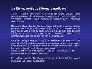 La Sterne arctique (Sterna paradisaea)
est une espèce d'oiseau marin de la famille des laridés. Elle est célèbre
pour sa migration; elle fait l’aller-retour à partir de son aire de reproduction
en Arctique jusqu’en Afrique Australe, en Australie ou en Antarctique
chaque année.

Selon une étude récente, des scientifiques ont déclaré que ces oiseaux
pouvaient voler sur plus de 80.000 km par an, d’où l’équivalent de trois
allers-retours vers la lune au cours d'une vie. Il s’agit, avec celle du Puffin
fuligineux, de la plus importante migration régulière connue chez les
animaux. Cela veut dire, qu’elle vole huit mois par année.

La sterne arctique mesure de 33 à 36 centimètres de long avec une
envergure de 76 à 85 cm. Le plumage des adultes est gris sur les parties
supérieures avec la nuque et la calotte noires et les joues blanches. Le bec,
les pattes et les doigts palmés sont rouge foncé. .
Elles peuvent vivre au-delà de 20 ans. Elles se nourrissent surtout de
poissons et de petits invertébrés marins.

En certains endroits, les Sternes arctiques sont considérées comme
menacées ou de statut préoccupant.
 