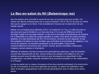 Le Bec-en-sabot du Nil (Balaeniceps rex)
est une espèce ainsi nomméé à cause de son bec qui est plus gros que sa tête. Cet
oiseau aux allures préhistoriques est un grand échassier (100 à 120 cm de haut) au même
titre que la cigogne ou le héron. Il est actuellement menacé par la destruction de son
habitat naturel.
Massif, son envergure peut atteindre 2,30 m. et il pèse de 4 à 7 kg. Le mâle est juste un
peu plus gros que la femelle et a un bec plus long. Il n'y a pas de différence entre le
plumage nuptial et le plumage habituel. Le bec est la principale caractéristique de l'espèce,
car il ressemble à un sabot de couleur jaunâtre ou rosée; il est taché de points sombres,
grisâtres, et a des dimensions de 23 x 10 cm environ. La forme du bec apparaît, en fait,
très adaptée à la pêche en eaux troubles, peu profondes et encombrées de végétaux. Il se
nourrit de poissons, de serpents aquatiques ou de grenouilles. Il peut aussi
occasionnellement consommer des: varans, tortues, jeunes crocodiles, mollusques,
rongeurs, jeunes oiseaux et charognes.
Méfiants et solitaires, les bec-en-sabot sont généralement silencieux, mais ils émettent
souvent des claquements de bec, surtout lorsque les adultes s'accueillent au nid. Les
adultes peuvent aussi émettre des bruits un peu hennissants ou ressemblant à des
meuglements. Les petits, lorsqu'ils mendient de la nourriture émettent un son ressemblant
à un hoquet
Le bec-en-sabot est un oiseau monogame et les deux parents participent à la construction
du nid, à l'incubation et aux soins apportés aux jeunes. La saison de nidification varie
selon la situation géographique mais coïncide généralement avec le début de la saison
sèche.
 