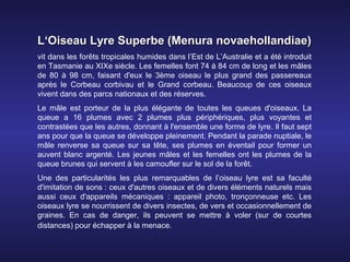 L‘Oiseau Lyre Superbe (Menura novaehollandiae)
vit dans les forêts tropicales humides dans l’Est de L’Australie et a été introduit
en Tasmanie au XIXe siècle. Les femelles font 74 à 84 cm de long et les mâles
de 80 à 98 cm, faisant d'eux le 3ème oiseau le plus grand des passereaux
après le Corbeau corbivau et le Grand corbeau. Beaucoup de ces oiseaux
vivent dans des parcs nationaux et des réserves.
Le mâle est porteur de la plus élégante de toutes les queues d'oiseaux. La
queue a 16 plumes avec 2 plumes plus périphériques, plus voyantes et
contrastées que les autres, donnant à l'ensemble une forme de lyre. Il faut sept
ans pour que la queue se développe pleinement. Pendant la parade nuptiale, le
mâle renverse sa queue sur sa tête, ses plumes en éventail pour former un
auvent blanc argenté. Les jeunes mâles et les femelles ont les plumes de la
queue brunes qui servent à les camoufler sur le sol de la forêt.
Une des particularités les plus remarquables de l’oiseau lyre est sa faculté
d'imitation de sons : ceux d'autres oiseaux et de divers éléments naturels mais
aussi ceux d'appareils mécaniques : appareil photo, tronçonneuse etc. Les
oiseaux lyre se nourrissent de divers insectes, de vers et occasionnellement de
graines. En cas de danger, ils peuvent se mettre à voler (sur de courtes
distances) pour échapper à la menace.
 