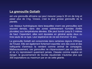 La grenouille Goliath
est une grenouille africaine qui peut mesurer jusqu’à 30 cm de long et
peser plus de 3 kg. Vorace, c’est la plus grosse grenouille de la
planète.
Les réseaux hydrologiques dans lesquelles vivent ces grenouilles sont
souvent denses, dans des zones extrêmement humides (forêts
pluviales) aux températures élevées. Elle peut bondir jusqu'à 3 mètres
de haut. Cependant, elles sont épuisées en général après deux ou
trois sauts de ce type. Leur espérance de vie est d’environ 15 ans.
La grenouille Goliath est consommée dans certaines régions d'Afrique
de l'Ouest. Elle est également fortement exportée vers des zoos et des
trafiquants d'animaux la vendent comme animal de compagnie.
Malheureusement, ces grenouilles ne s'épanouissent pas en captivité
et ne s'y reproduisent quasiment jamais. Classée comme espèce en
danger, le gouvernement de Guinée équatoriale n'autorise plus que
300 exportations au maximum par an de cette géante.
 